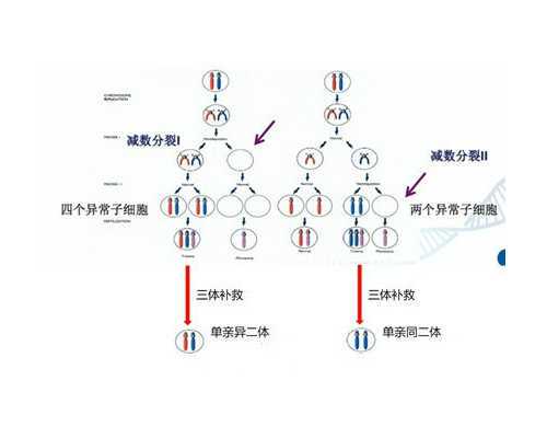 乌克兰供卵代孕,保山供卵医院哪家成功率高,北京私立供卵试管医院-试管移植后
