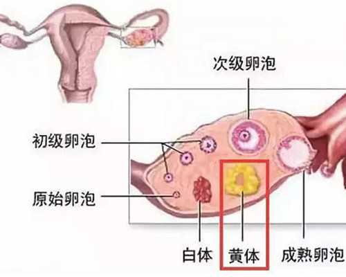 乌克兰医院代生费用,乌克兰助孕机构排名？单身女性去乌克兰做试管生双胞胎
